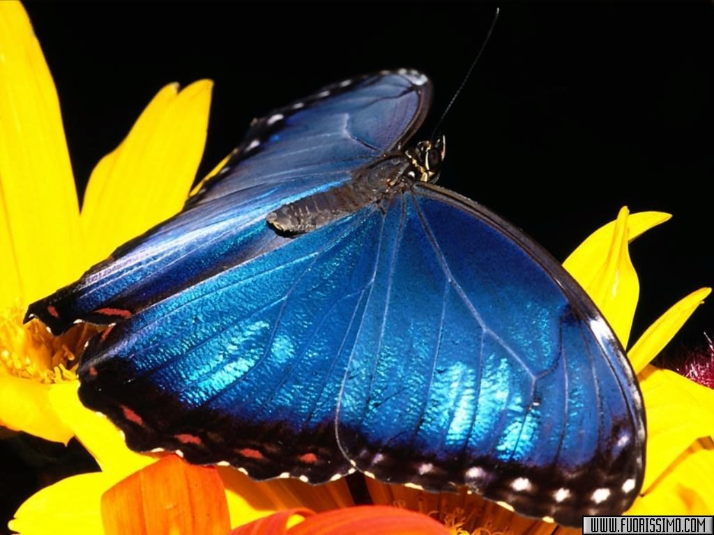 Papillons - 018